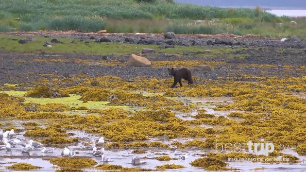Top Wildlife Encounters in Alaska on a Regent Seven Seas Cruise